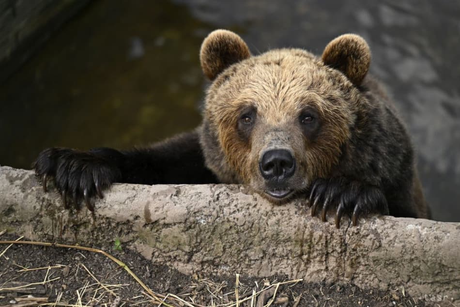 A medvékről szóló törvénnyel folytatódik a parlament ülése